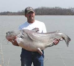 Blue Catfish in Oklahoma