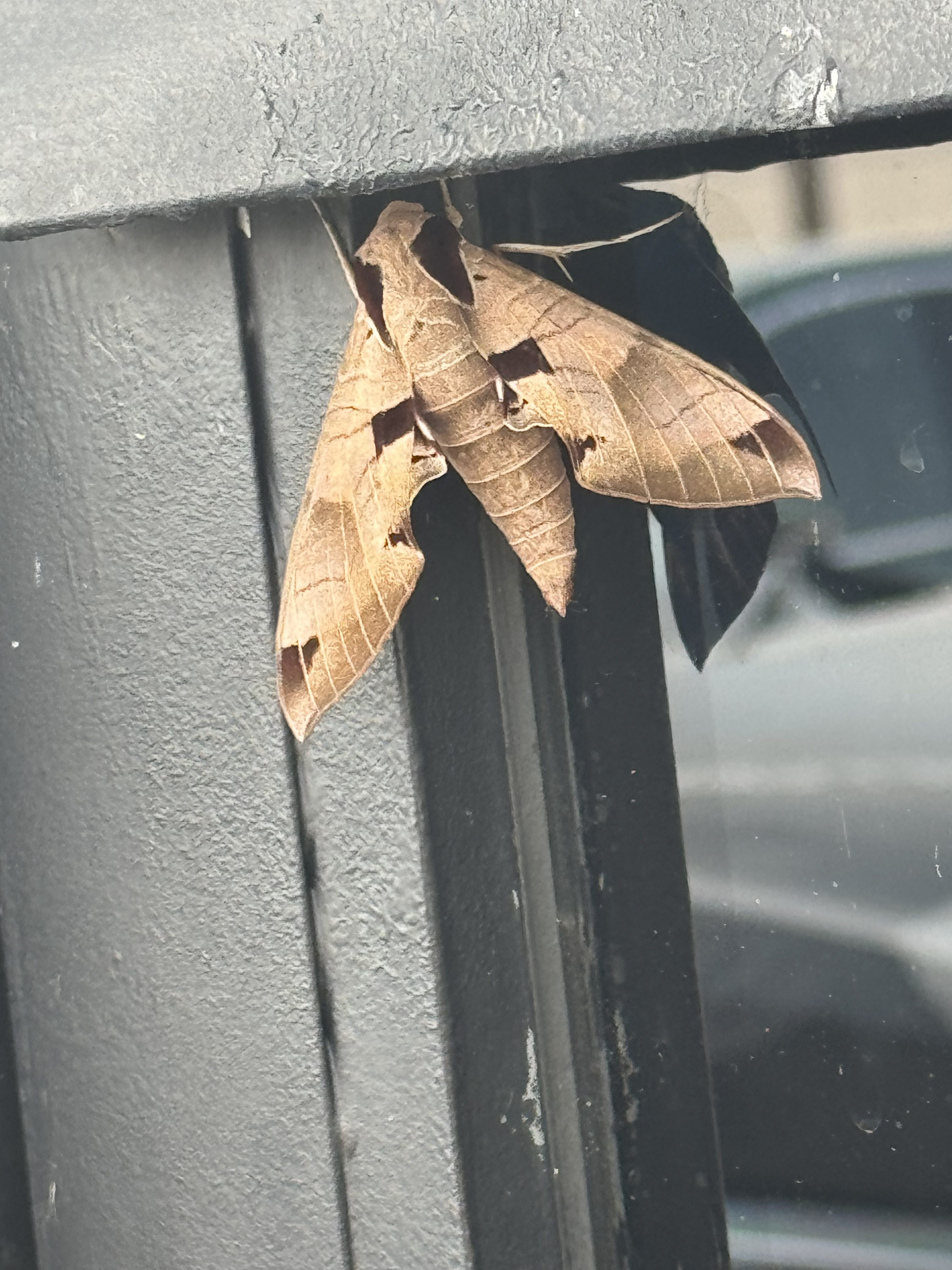pandora sphinx moth in midwest city